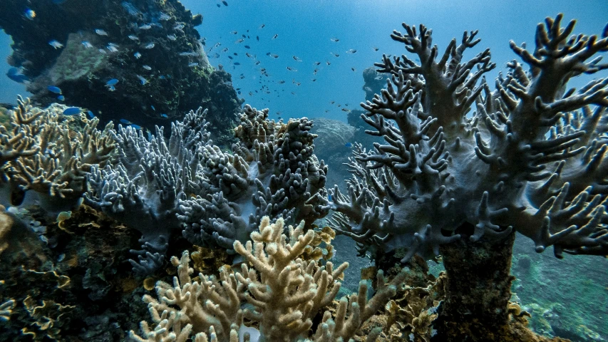 the underwater view shows very different colored corals