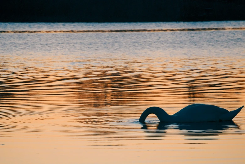 a lone swan swimming on water with orange reflections