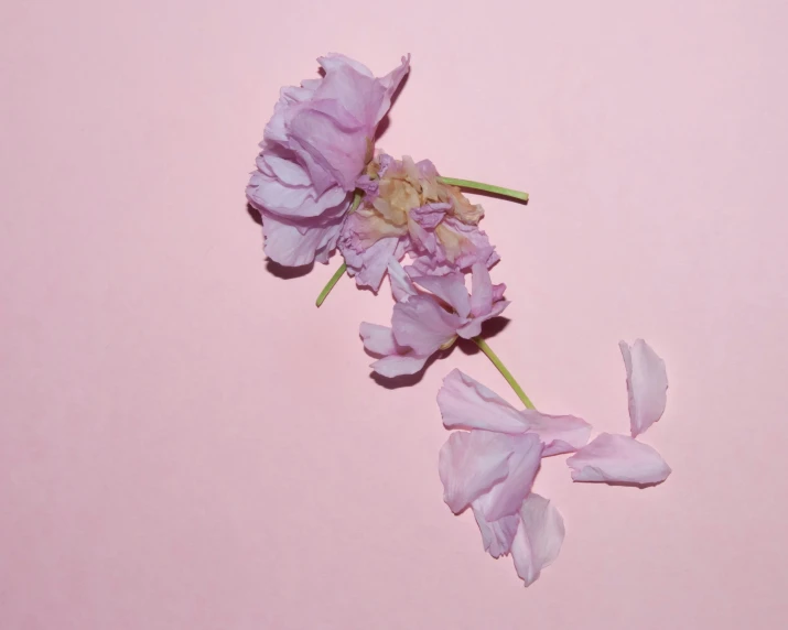 a couple of flowers sitting on top of pink paper