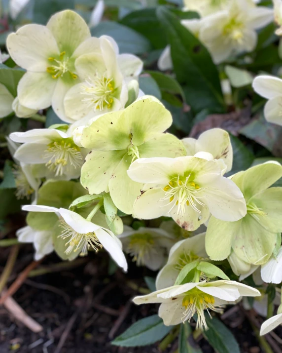 a flower bush with bright green leaves