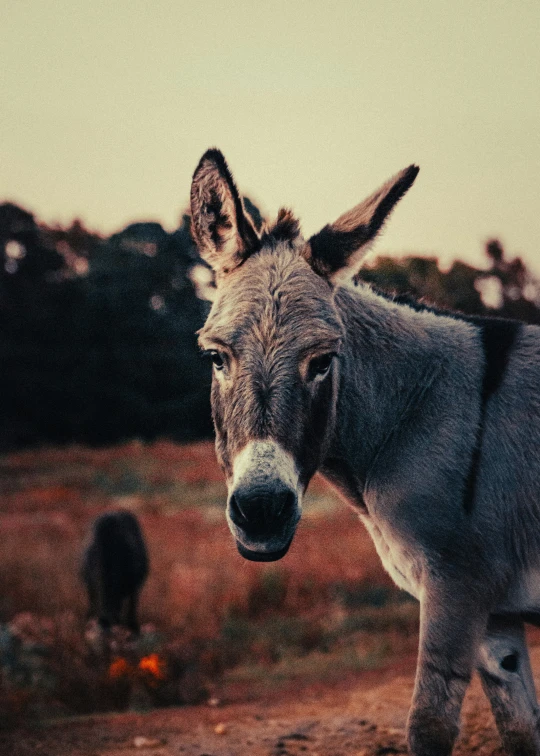 a donkey is standing in an empty field