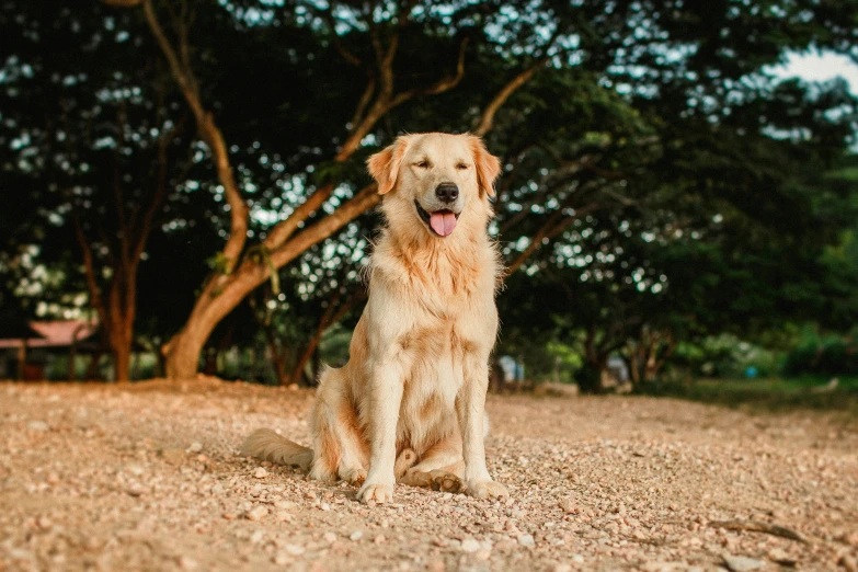 dog sitting on ground looking up at camera