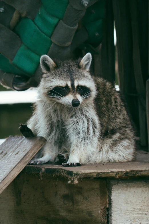 a rac laying on a wooden crate