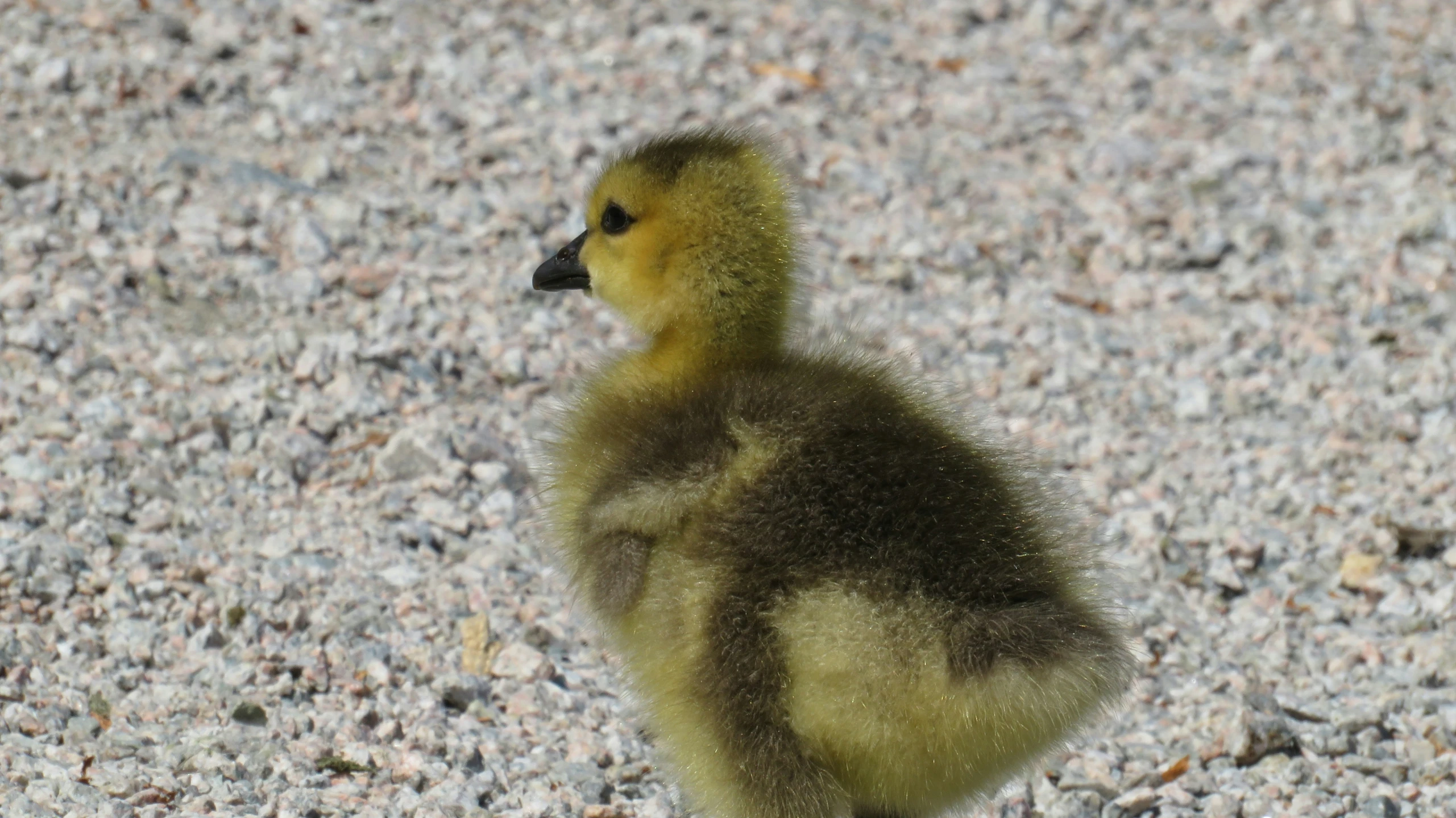 a small yellow duckling standing on the ground