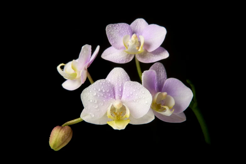 some purple flowers and water droplets are shown