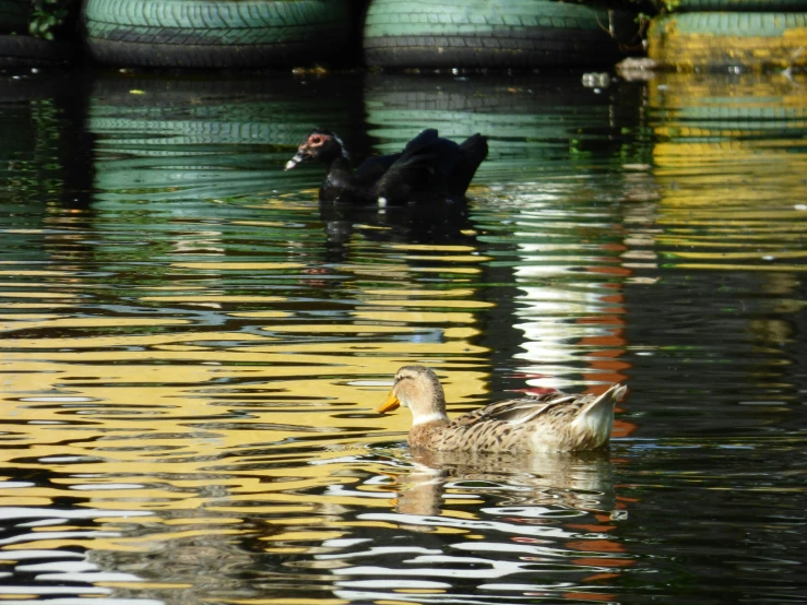 a pair of ducks swimming in the water near old tires