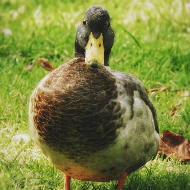 a duck with a black head and some brown feathers