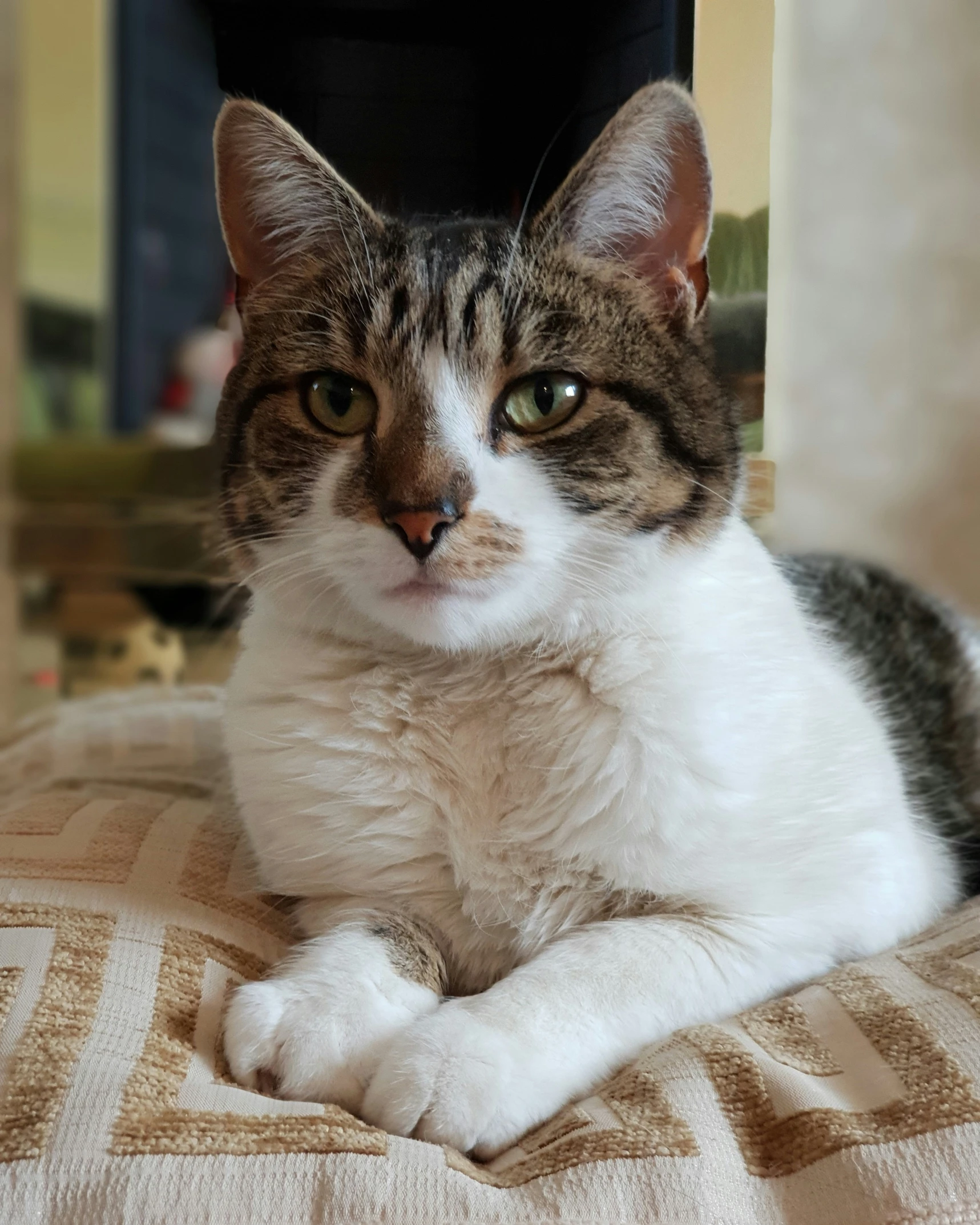 a cat lying on a bed looking at the camera