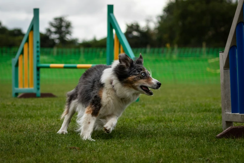 a dog is running across the grass next to a park