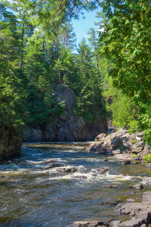 a stream running through a forest with lots of rocks and greenery