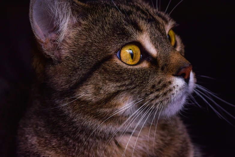 a cat that is standing up in the dark