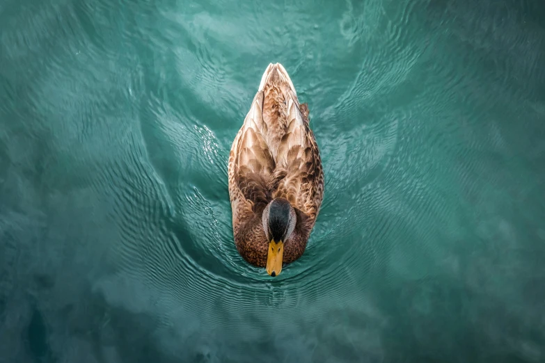 there is a bird that is standing in the water