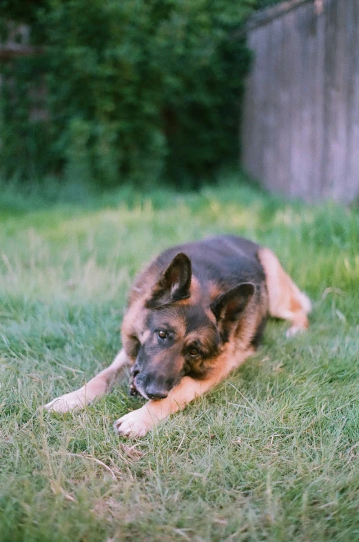 german shepherd dog lying on green grass and looking towards the camera