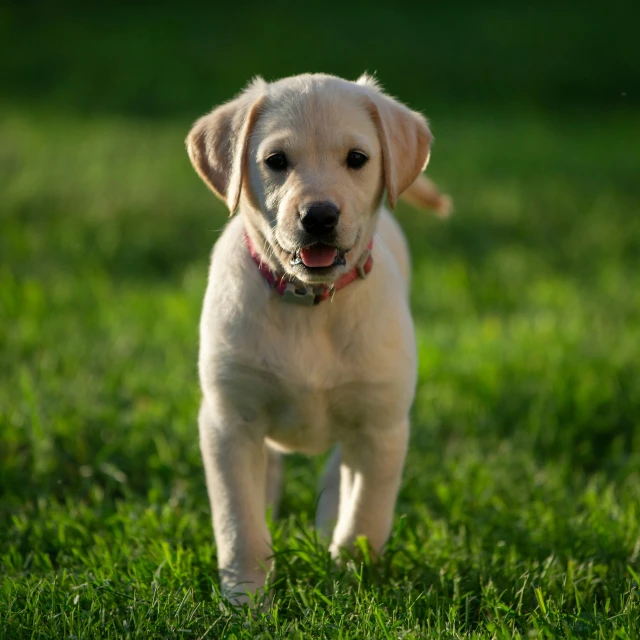 a puppy running in the grass with it's tongue hanging out
