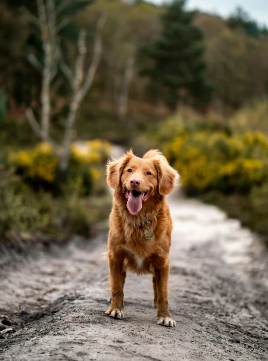 an orange golden retriever stands on dirt road with bushes behind