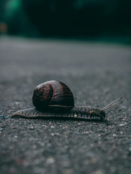 the snail is on the sidewalk in front of me