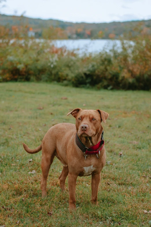 a brown dog with a red collar is standing in the grass