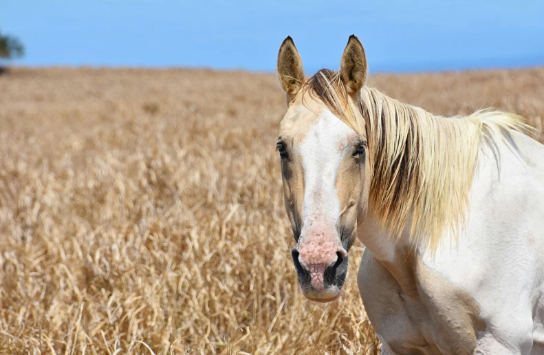 a horse is standing in a wheat field