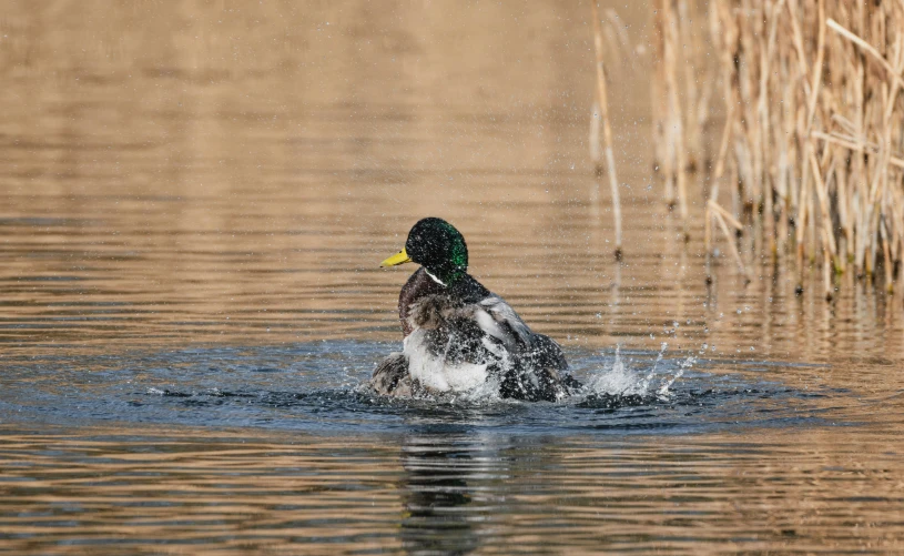 there is a duck that is splashing water out of the river