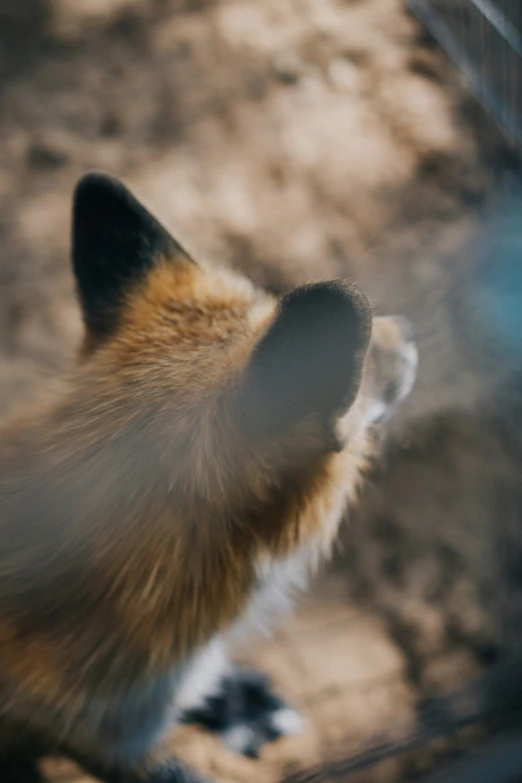 a small orange and white animal by a fence