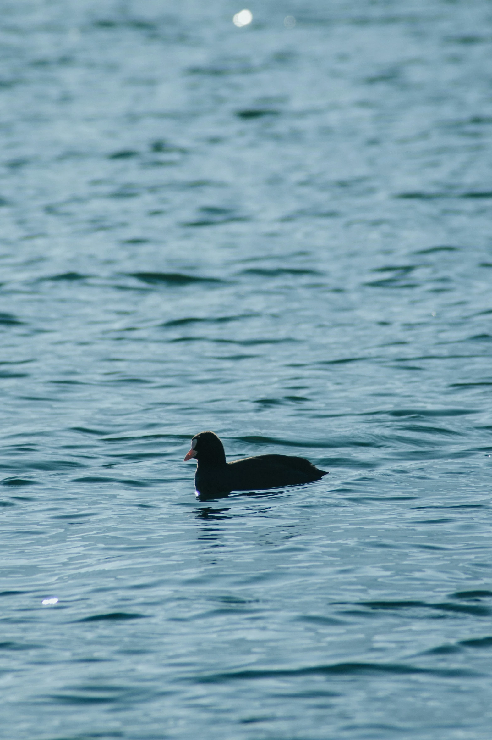 a bird swims through the water with a white dot above its head