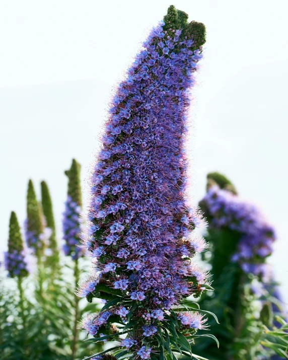 purple flowers blooming on tall trees against a blue sky