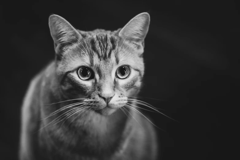 this is an image of a cat looking straight ahead