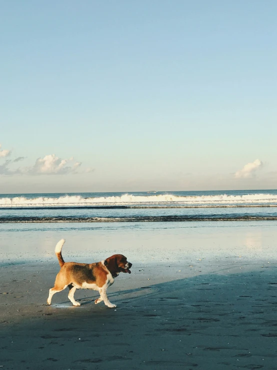 a dog running along a beach with ocean and sky in the background