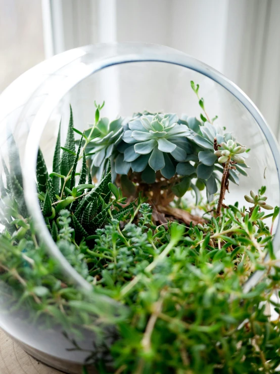 small cactus in glass bowl surrounded by various plants