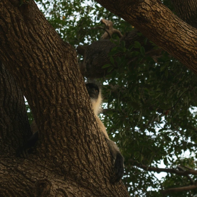 a monkey is climbing up on a tree and looks up