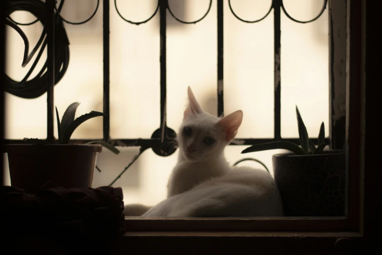 a cat sitting by a window and some plants