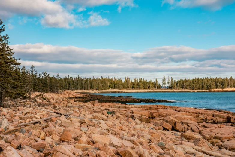 this is a picture of some trees near a body of water