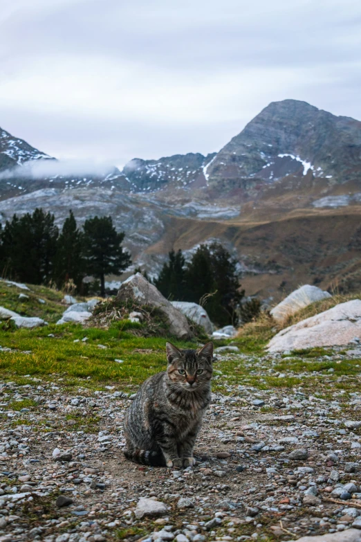 a cat sitting on top of a rocky ground