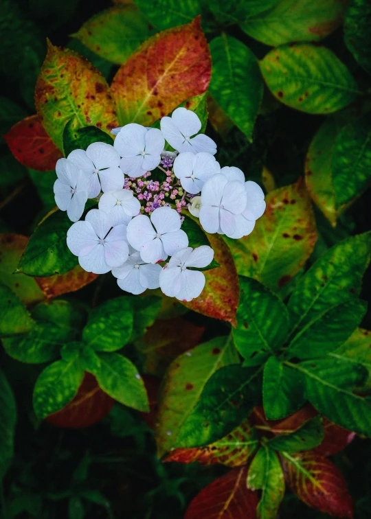 a small white flower sitting in the middle of some leaves