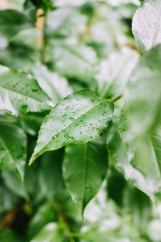 a green leaf with dew drops on it