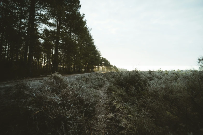 a train going down a dirt road with a forest in the background