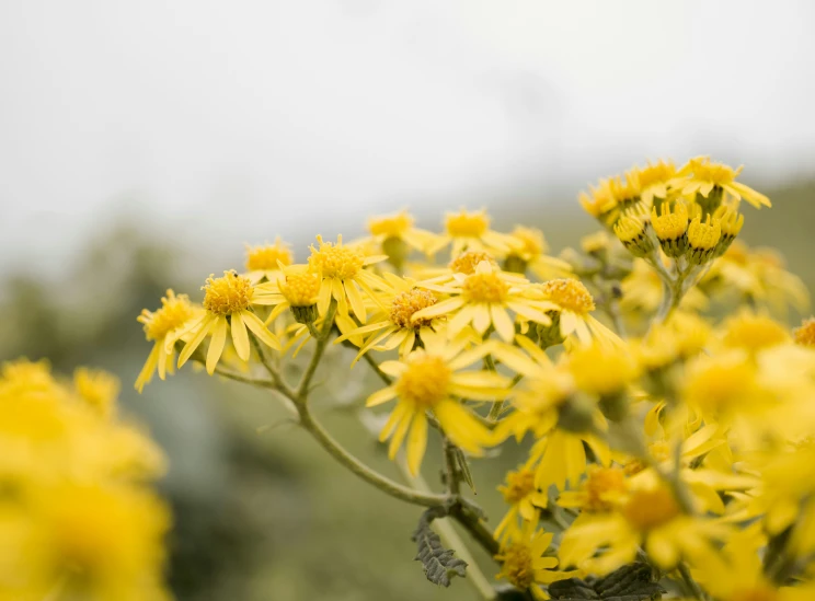 a flower plant with many yellow flowers blooming