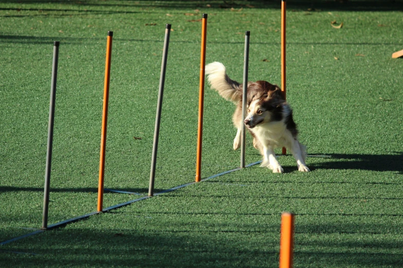 a dog is trying to catch some frisbees in the park