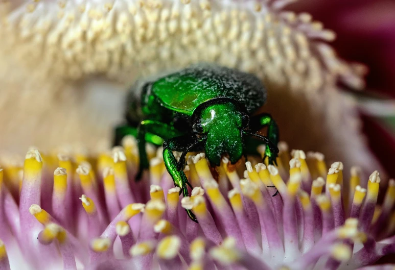 a green bug sitting on top of a flower