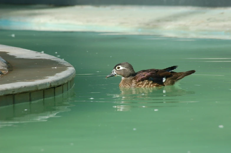 a duck swimming in a pond with the water green