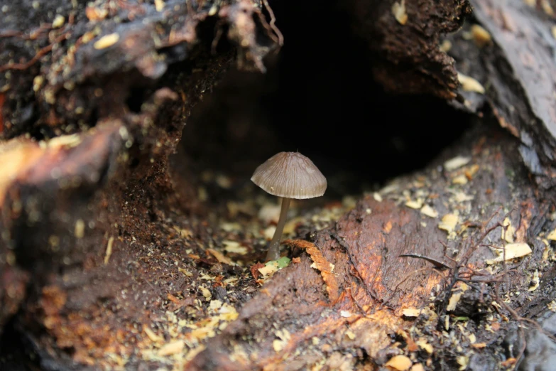 a white mushroom in a hole filled with dirt