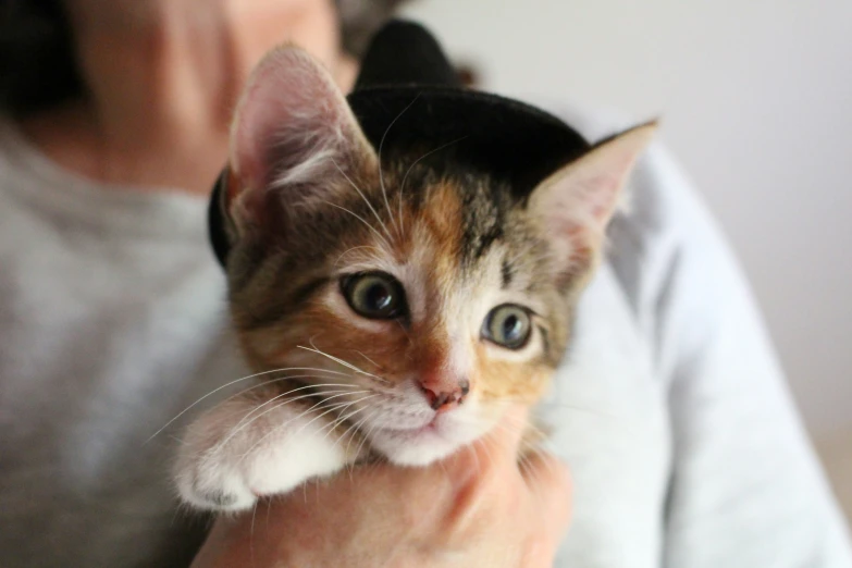 a person holding a little kitten up to the camera