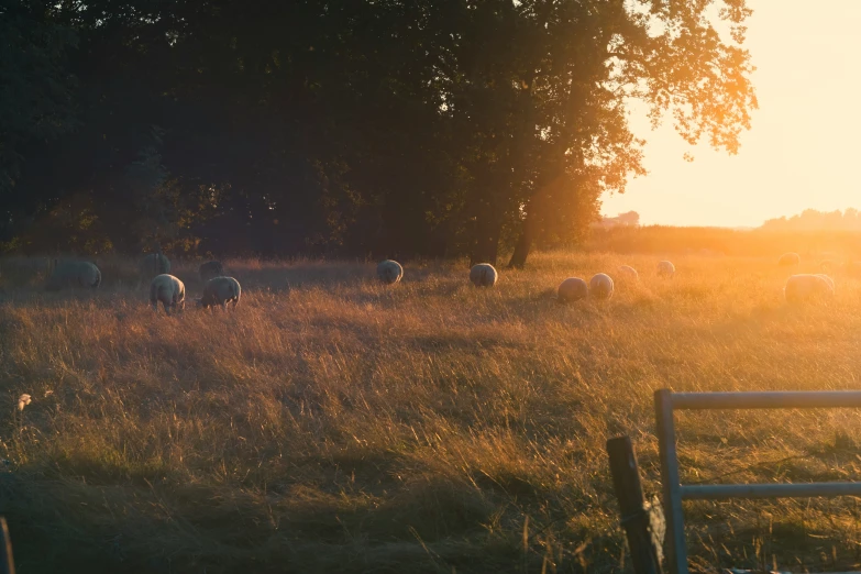 a herd of sheep grazing on top of a lush green field