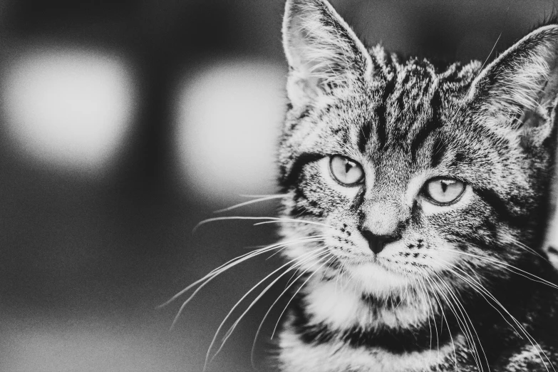 black and white po of a little cat looking away