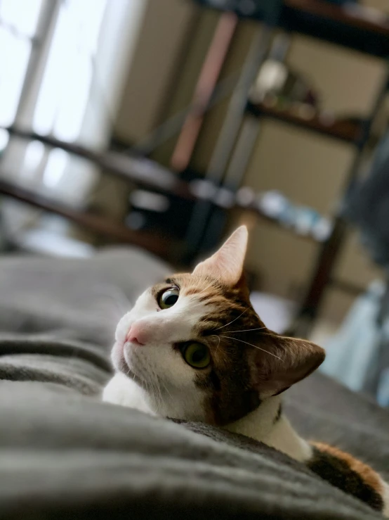 the cat is laying on the bed by himself