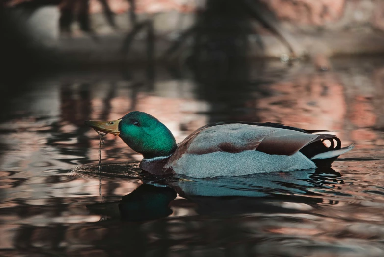 green duck with brown head swimming on water