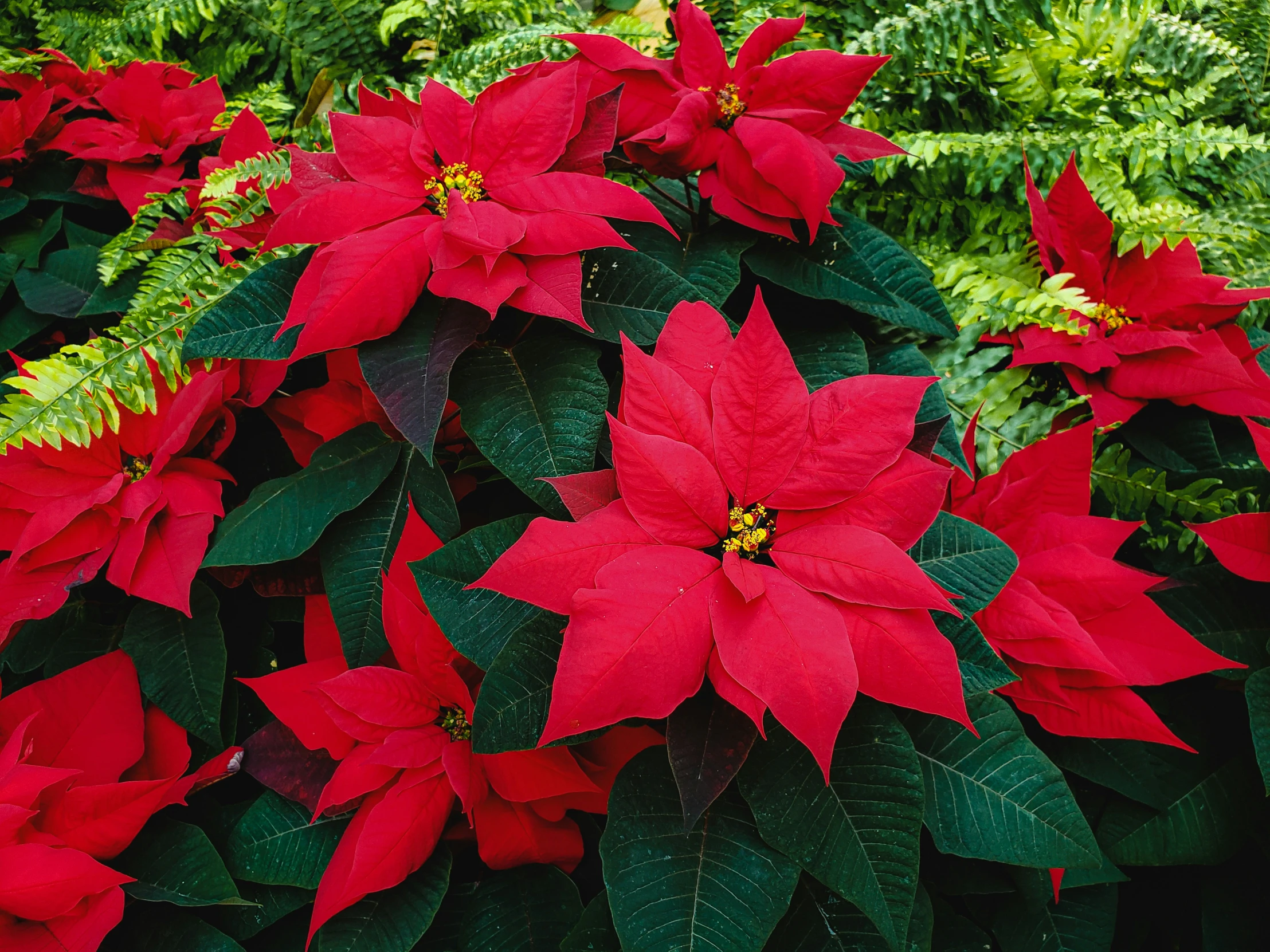 the large red flowers have very bright green leaves