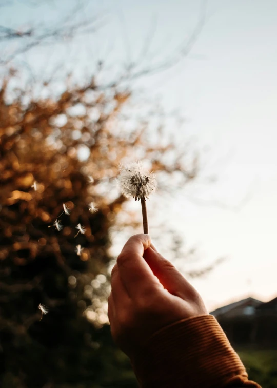 a woman holding a dandelion in her hand