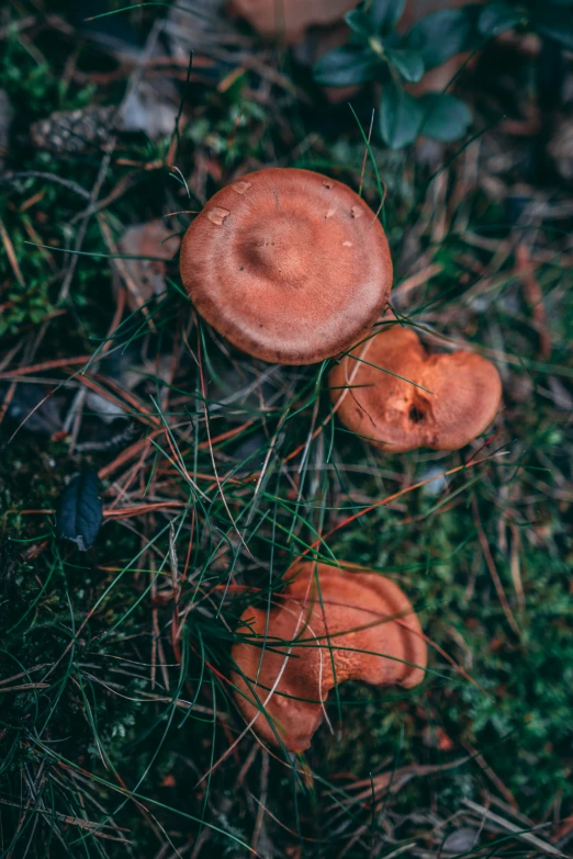 some small mushrooms that are in the grass