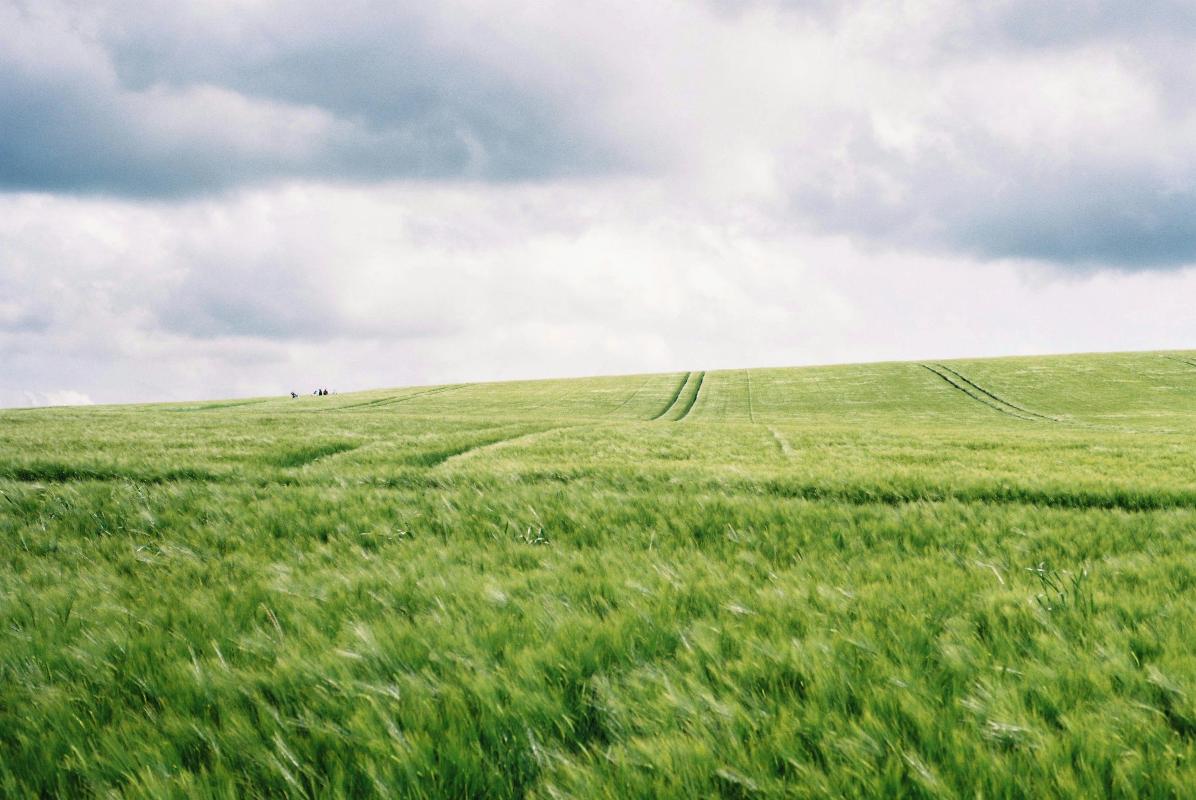 a field with green grass and blue skies